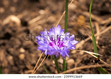 Cornflower Centaurea cyanus also known as cyane or bachelor's button. blue flower of the composite family isolated in European garden