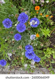 Cornflower
Centaurea cyanus

Cornflower was previously considered a weed amongst its cornfield annuals companions but is now accepted and widely praised as one of the finest around