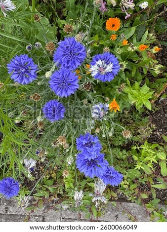 Cornflower
Centaurea cyanus

Cornflower was previously considered a weed amongst its cornfield annuals companions but is now accepted and widely praised as one of the finest around