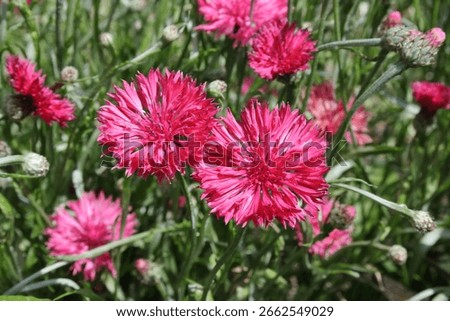 Cornflower (Centaurea cyanus 'Red Boy') in garden.
