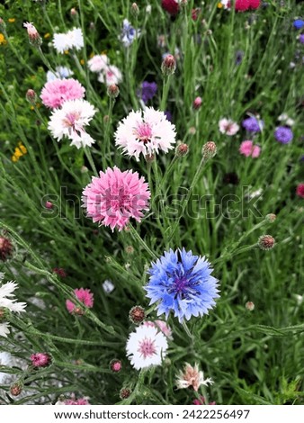 Cornflower (Centaurea) is a large genus of plants from the Centaurea family, including 350-730 species in various sources. Here the imperial cornflower, a wonderful color mixture.