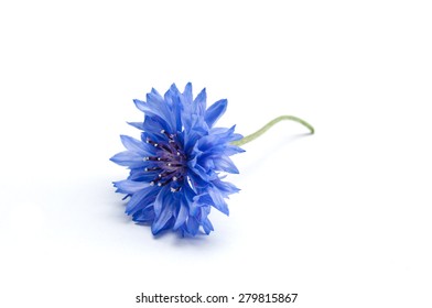 トウモロコシの花 の画像 写真素材 ベクター画像 Shutterstock