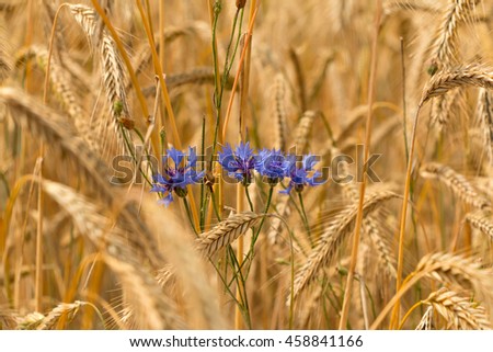 Kornblumen in einem Weizenfeld