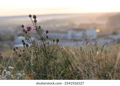 Cornflower flower bed in a garden, Centaurea cyanus annual flowering plant in the family Asteraceae. Bright and colorful close-up wildflowers blooming and blooming on Mt. Purple wildflowers - Powered by Shutterstock