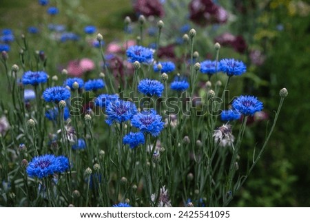 Cornflower flower bed in a garden, 