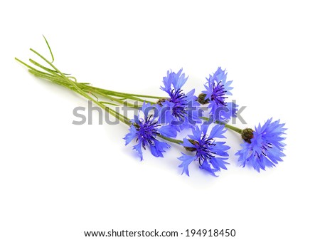 Cornflower isolated
