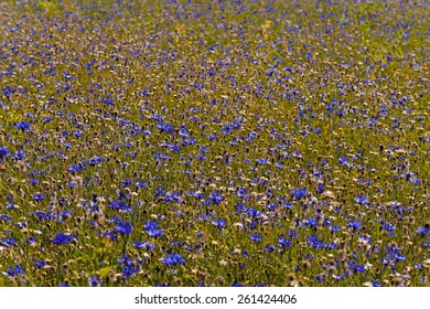 cornflowers  