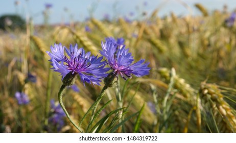Cornflowers blooming at the side of a field of grain                               