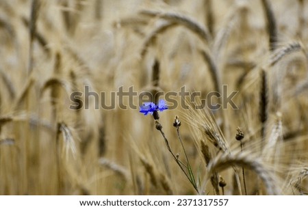 Similar – Kornblumen in einem Weizenfeld