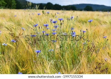 cornflowers in a grain field