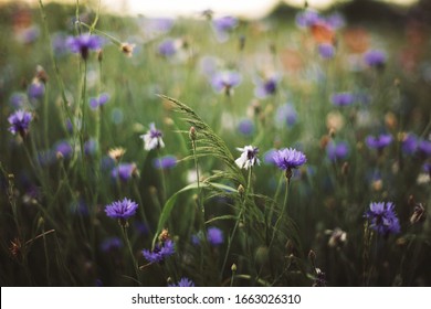 Cornflowers and green grass in sunset light in summer meadow, selective focus. Atmospheric beautiful moment. Wildflowers centaurea close up in warm light, summer in countryside. Environment - Shutterstock ID 1663026310