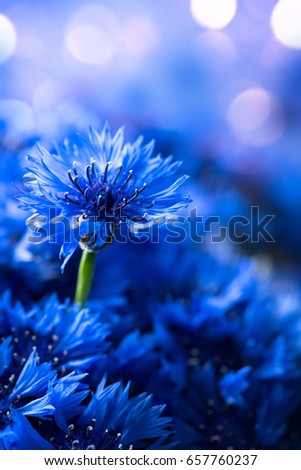 Cornflowers. Wild Blue Flowers Blooming. Border Art Design background. Closeup Image. Soft Focus