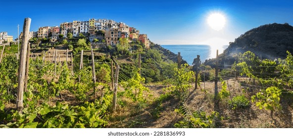 Corniglia in Cinque Terre, Italy with vineyards and terraces panorama. Popular tourist destination in Liguria coast.