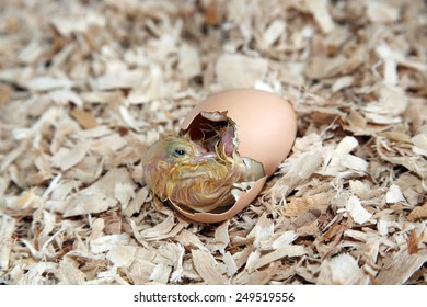 Cornish Chick In The Process Of Hatching And Breaking Free From His Egg.