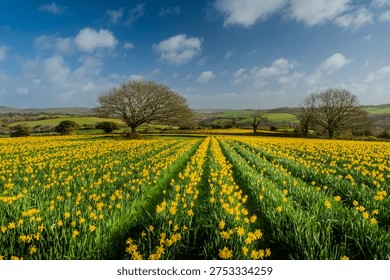 Cornish Daffodil fields with far reaching views towards St Austell. 
