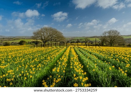 Cornish Daffodil fields with far reaching views towards St Austell. 