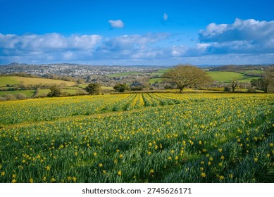 Cornish daffodil fields looking towards St Austell.