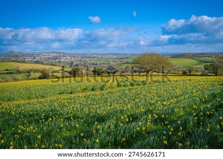 Cornish daffodil fields looking towards St Austell.
