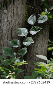 A Cornish Elm Tree in front of a weathered tree trunk                              