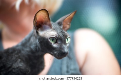 Cornish Rex
