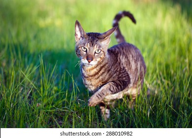 Cornish Rex Cat