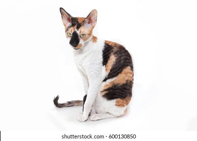 Cornish Rex Cat