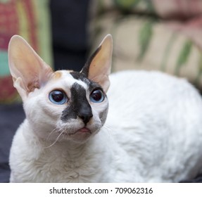 Cornish Rex Cat