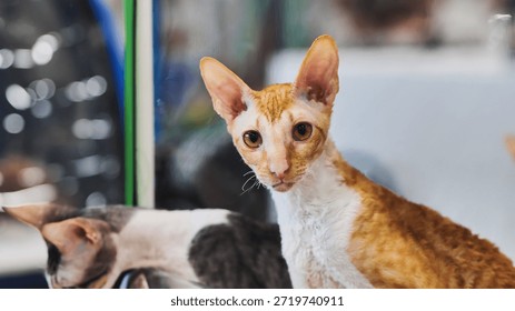 Cornish rex cat posing during cat show