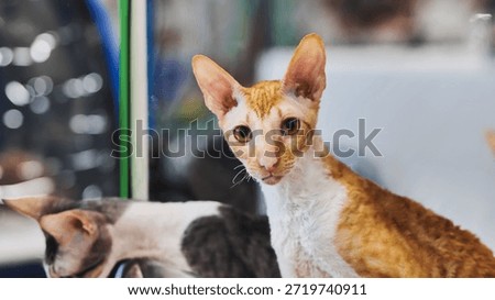 Cornish rex cat posing during cat show
