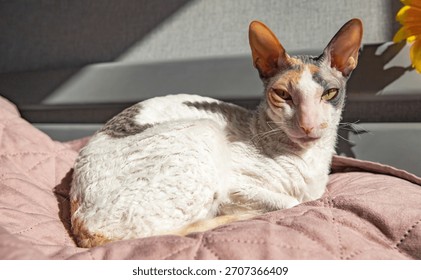 Cornish Rex cat resting on soft quilted blanket in warm indoor sunlight