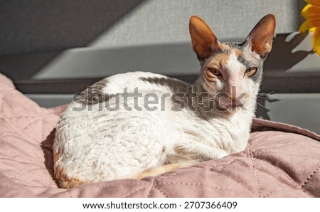 Cornish Rex cat resting on soft quilted blanket in warm indoor sunlight
