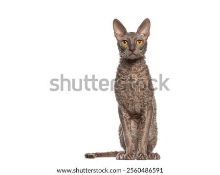 Cornish rex cat sitting and looking up, isolated on white
