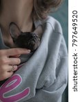 Cornish Rex cat sitting under the hoodie of the girl.