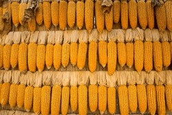 Corns Dried On Row With Traditional Method On The Wall Of Wooden Farm. Piles Of Corn Were Placed In The Fields From The Collection. Agriculture Corn Harvesting Farming On Field.