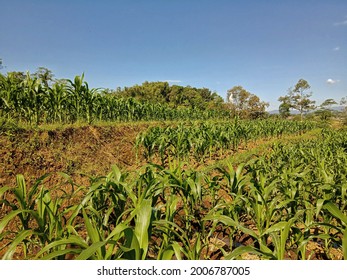 Corns Are Still Growing Up, Need More Time To Harvest.