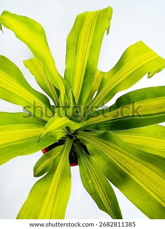 Cornstalk plants.Close up top view of a potted cornstalk plant on white background.Dracaena fragrans, Brazilian iron tree, Brazilwood, corn stalk plant, fortune plant, luckywood or called baxi mu.