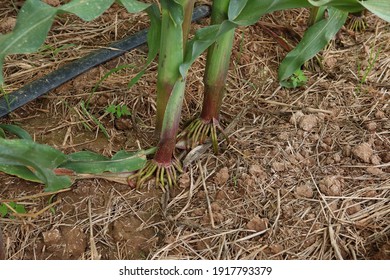 Cornstalk Root System Of Corn Plant Concept Of Agriscience, Agronomy, Biotechnology