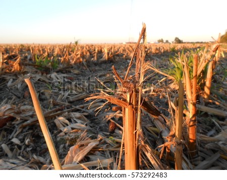 Cornstalks