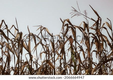 Cornstalks blowing in the wind