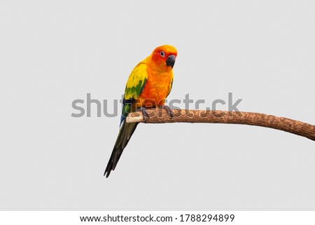  Cornure parrots are birds that are easy to train and are popular as pets.