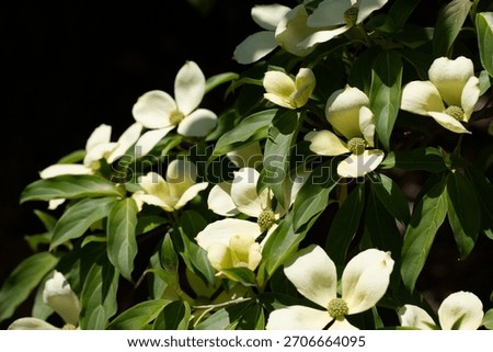 Cornus Capitata tree aka the evergreen dogwood and himalayan strawberry tree. Large white flowers on a tree in the garden
