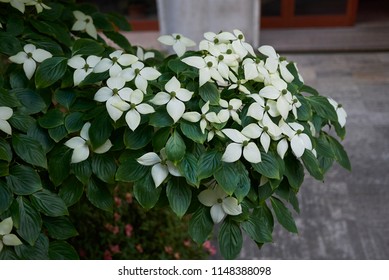 Cornus controversa blooming