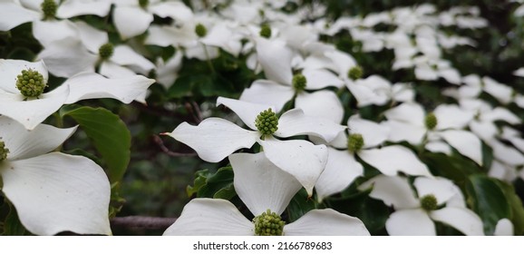 Cornus Florida, Flowering Dogwood.  Cornel Blossom.  Flora Of Asian Countries.  Summer Flowers In Korea