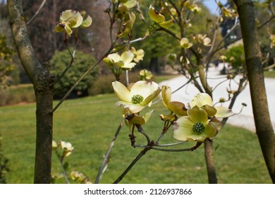 Cornus florida shrub in bloom