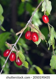 Cornus Fruit .Dogwood Berries Are Hanging On A Branch Of Dogwood Tree. Cornel, Cornelian Cherry Dogwood.  Branch Of Dogwood Berry With Leaves Isolated On White Background.