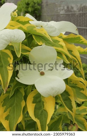 Cornus kousa 'Celestial Shadow', dogwood with yellow leaves and white blossoms