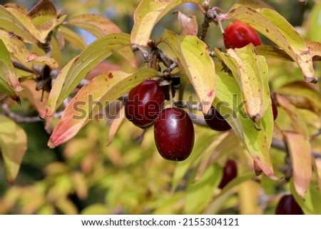 Cornus mas, Cornelian Cherry Cornell-Tree, Cornaceae. A wild plant shot in the fall.