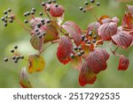 Cornus sanguinea with black berries, twig with real dogwood with colorful leaves, black berries and red green leaves 