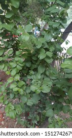 Cornus Sanguinea L: Cornaceae, Swida Sanguinea, ‎Dogwood, Bloodtwig Dogwood