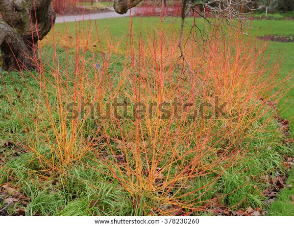 Cornus Sanguinea Midwinter Fire Common Dogwood Stock Photo Edit Now 378230260